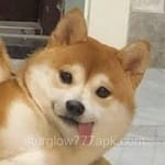 Avatar of Haider Ali